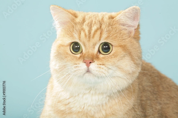Fototapeta regard d'un chat british shorthair