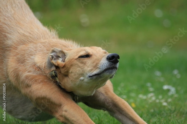 Obraz Dog stretching