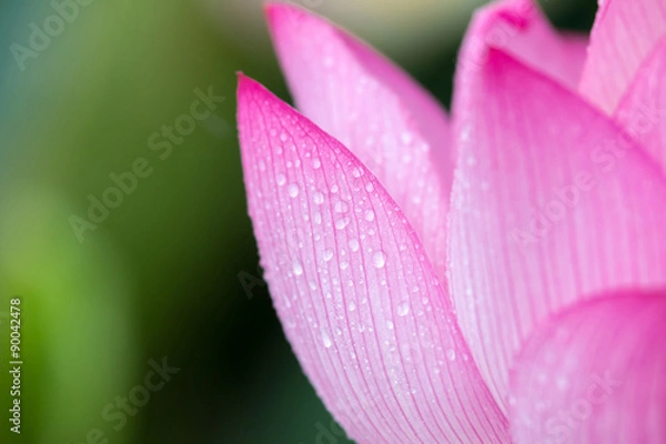 Fototapeta 蓮の花