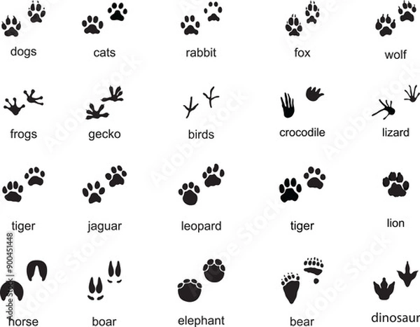 Obraz Set of  traces of wild animals, illustration of black silhouettes	