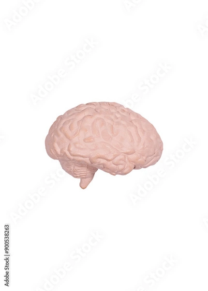 Obraz Brain on white background minimalism