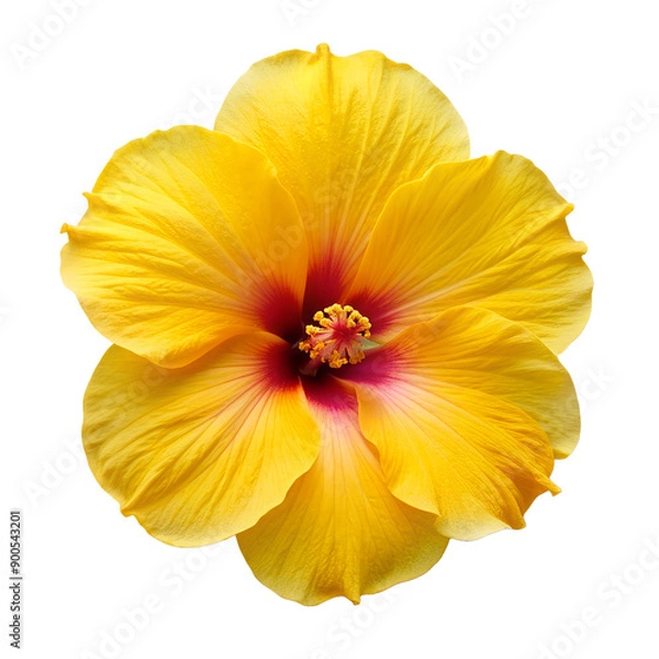 Obraz yellow hibiscus flower