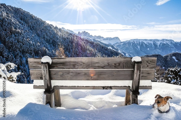Fototapeta cane e dolomiti d'inverno