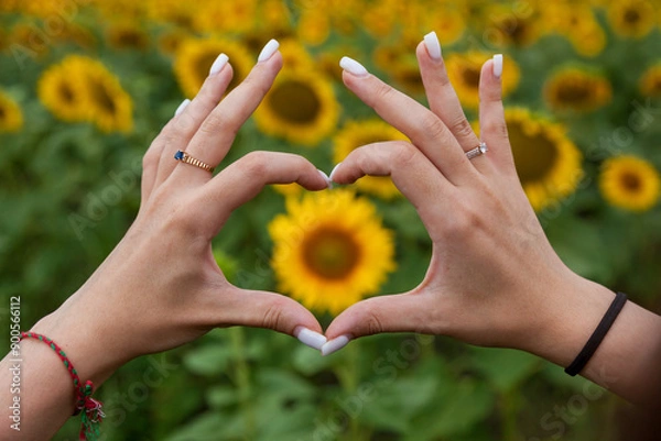 Fototapeta Female hands in the shape of a heart against the background of a field of sunflowers close-up