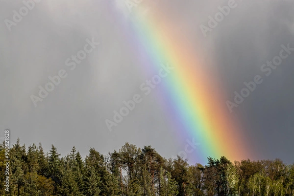 Fototapeta rainbow over the treetops of a forest