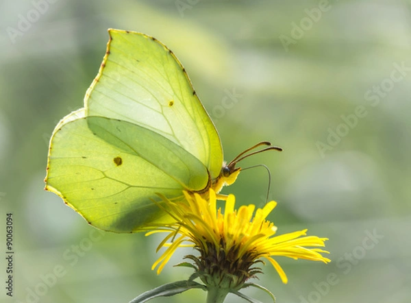 Obraz Motyl cytrynowy