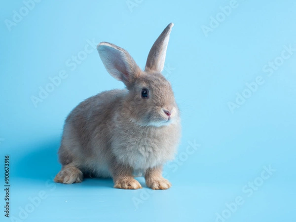 Fototapeta Front view of gray rabbit standing on blue background. Lovely action of young rabbit.