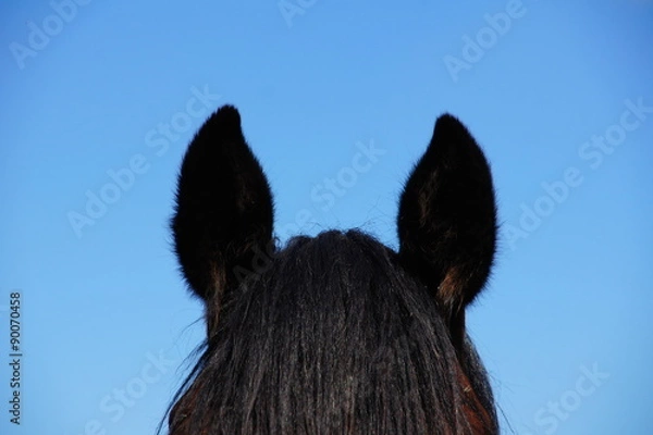 Fototapeta Pferdeohren
