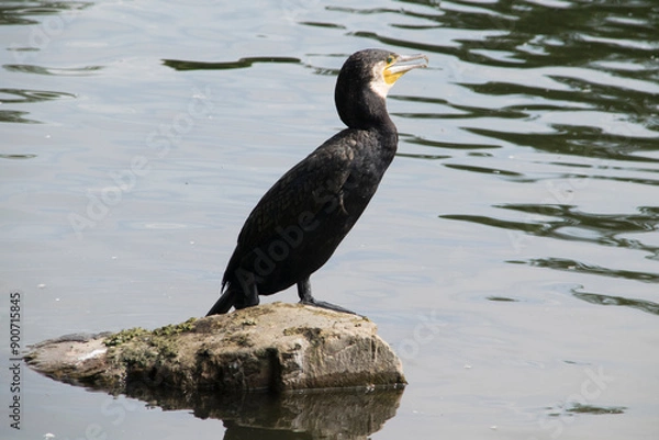 Fototapeta Kormoran