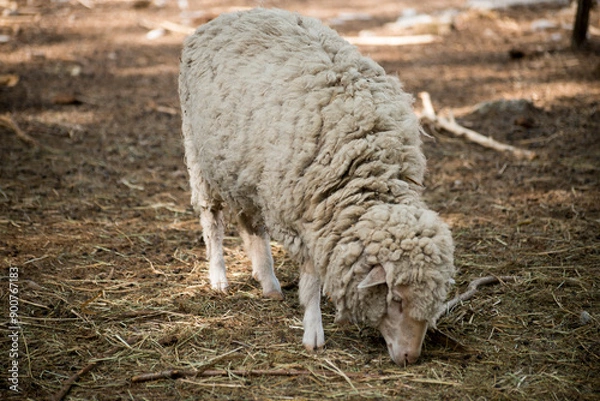 Obraz sheep in a field