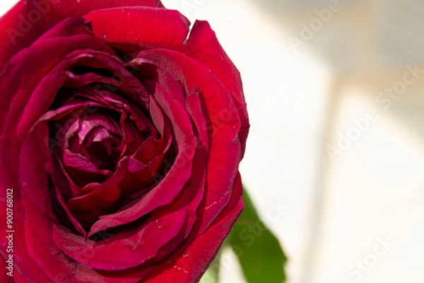 Obraz red rose with drops