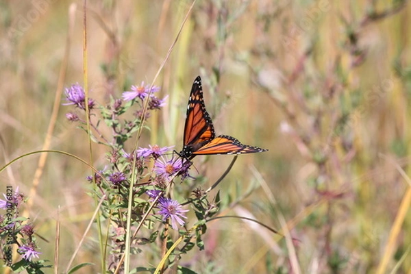 Obraz Monarch Butterfly (Danaus plexippus) on a New England Aster,