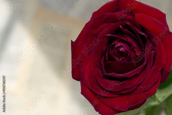 Obraz red rose with drops