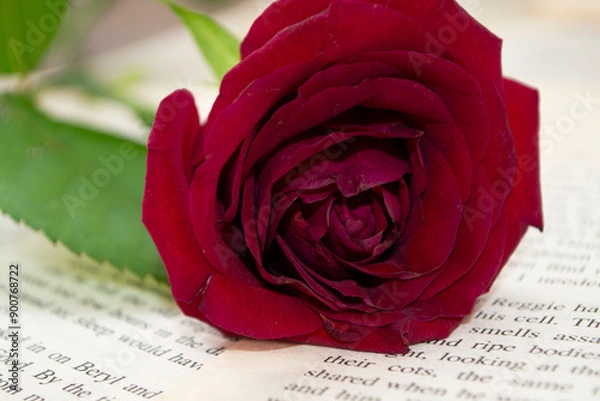 Obraz red rose on a book