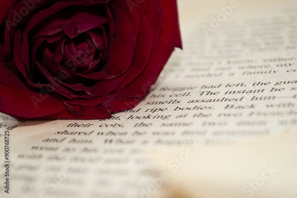 Obraz red rose on book