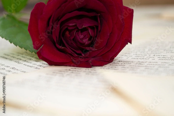 Obraz red rose on book