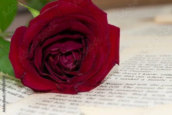 Obraz red rose on book