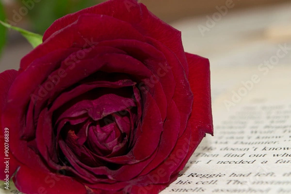 Obraz single red rose