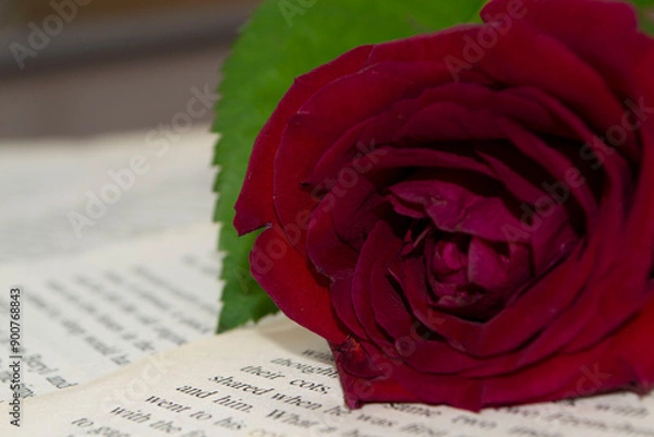 Obraz red rose on a book