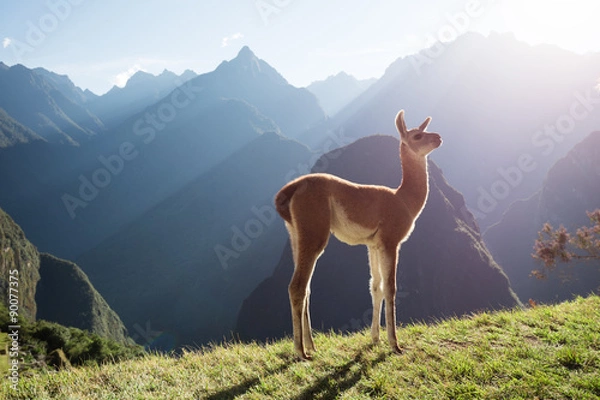 Obraz Machu Picchu Baby Llama