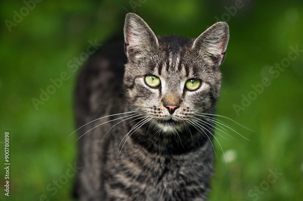 Fototapeta Curious tabby cat on natural blurred green background. Looking into camera