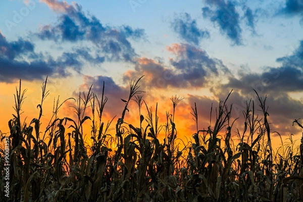 Fototapeta Sundwon Cornfield
