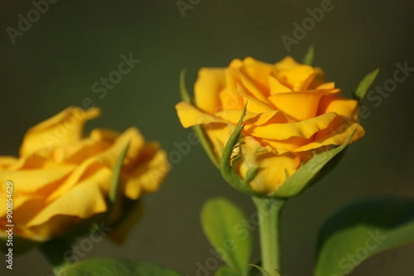 Fototapeta The glass beauty of roses comes to life around the world and then everyone has their own cross, 
 The sun changes position, the shadow creeps, what happened, it happened before and not.
