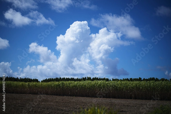 Obraz 田舎道 / 離島 / 波照間島