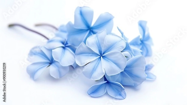 Fototapeta White plumbago or Cape leadwort flowers Close up small blue flowers bouquet isolated on white background : Generative AI