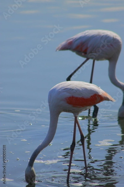 Obraz Graceful pink flamingo looking for food