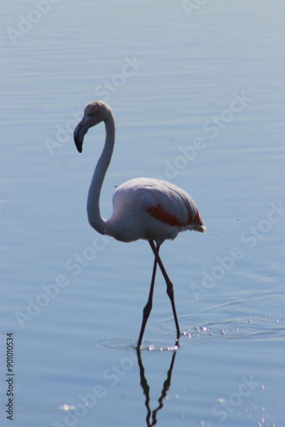 Fototapeta A flock of pink flamingos flew to the lagoon to rest and eat