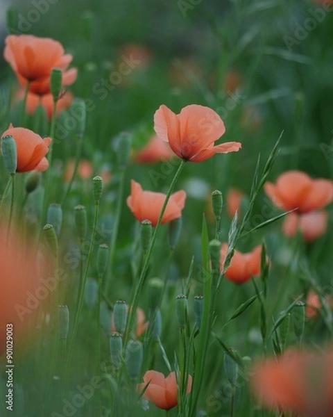 Fototapeta 野原に可愛いナガミヒナゲシの花