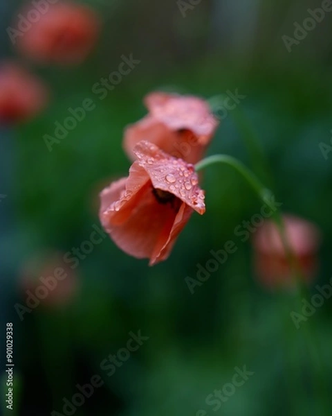 Fototapeta 野原に咲く可愛いナガミヒナゲシの花