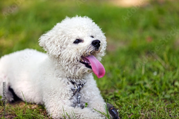 Obraz bichon in the park
