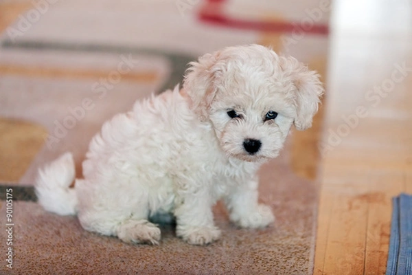 Obraz bichon frise puppy