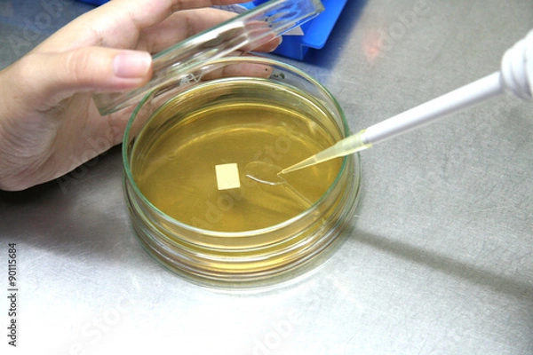 Fototapeta Pipette with drop of sample liquid and petri dishes.