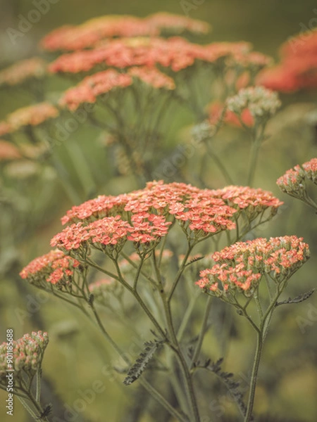 Obraz Terracotta Achillea in full bloom