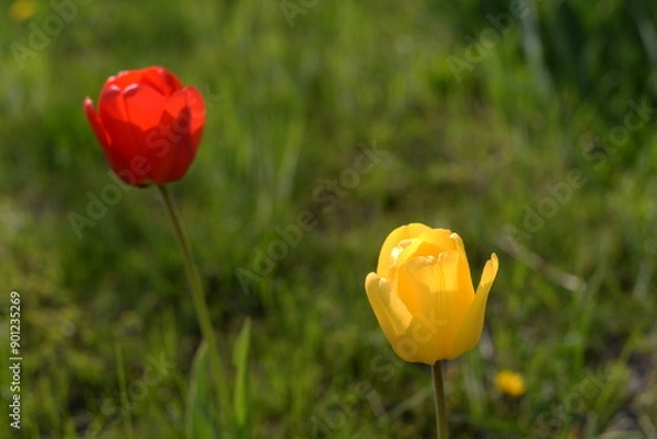 Obraz red and yellow tulips