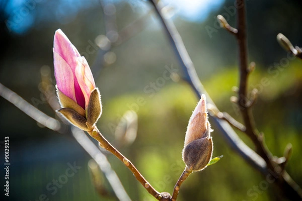 Obraz primavera in fiore