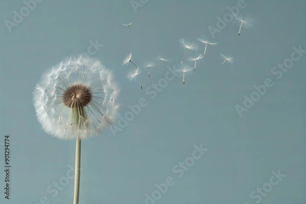 Obraz dandelion flower wallpaper background 