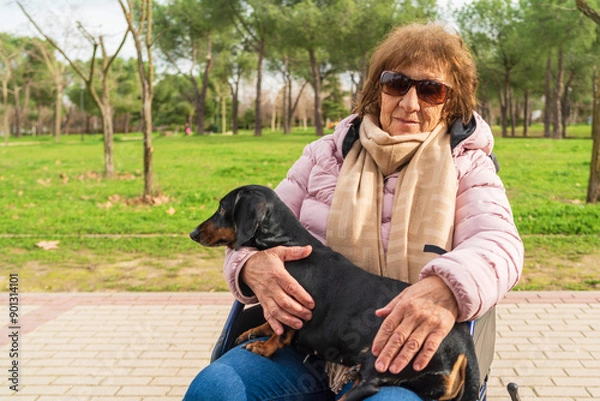 Fototapeta An elderly lady in a wheelchair dachshund