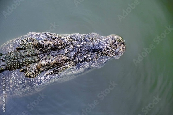 Obraz Saltwater crocodile from Thailand, crocodile swimming, Thai crocodile farm