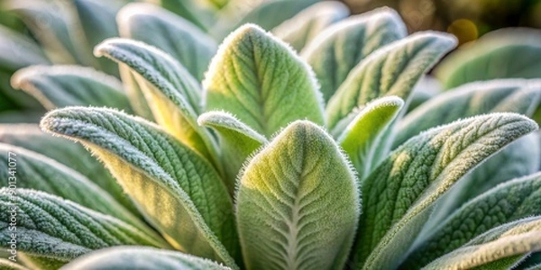 Fototapeta Soft focus close-up of fuzzy mullein leaves with velvety texture and silvery hairs illuminated against a blurred background, showcasing its natural beauty and medicinal properties.