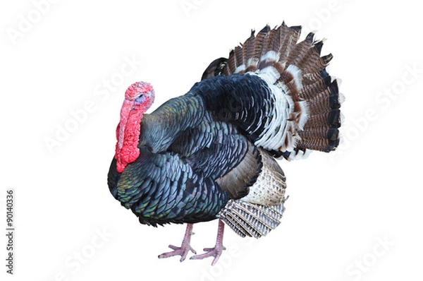Obraz turkey isolated on the white background