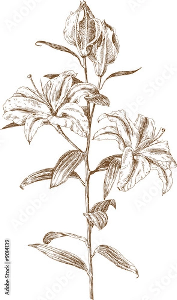 Fototapeta vector lily. Trace of freehand drawing