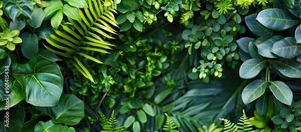 Fototapeta Green foliage in a garden setting with available copy space image