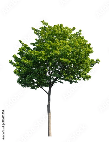 Fototapeta Maple tree with green leaves isolated on white