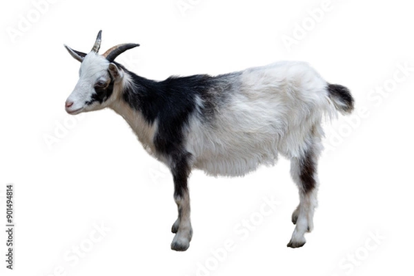 Obraz Young goat isolated