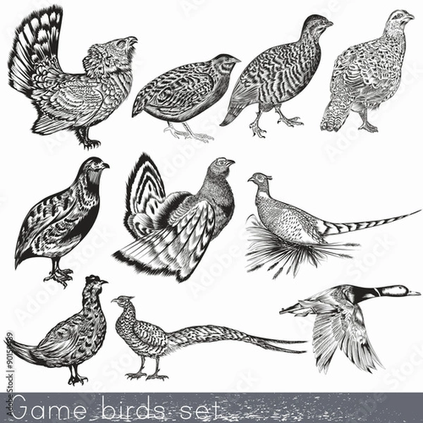 Fototapeta Set of detailed hand drawn game birds