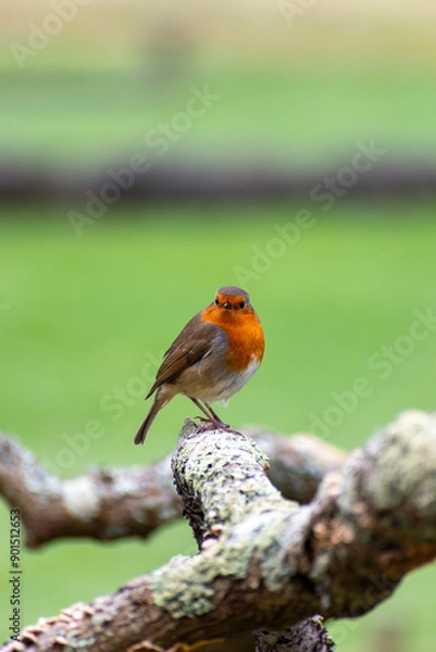 Obraz A small robin standing on a tree branch